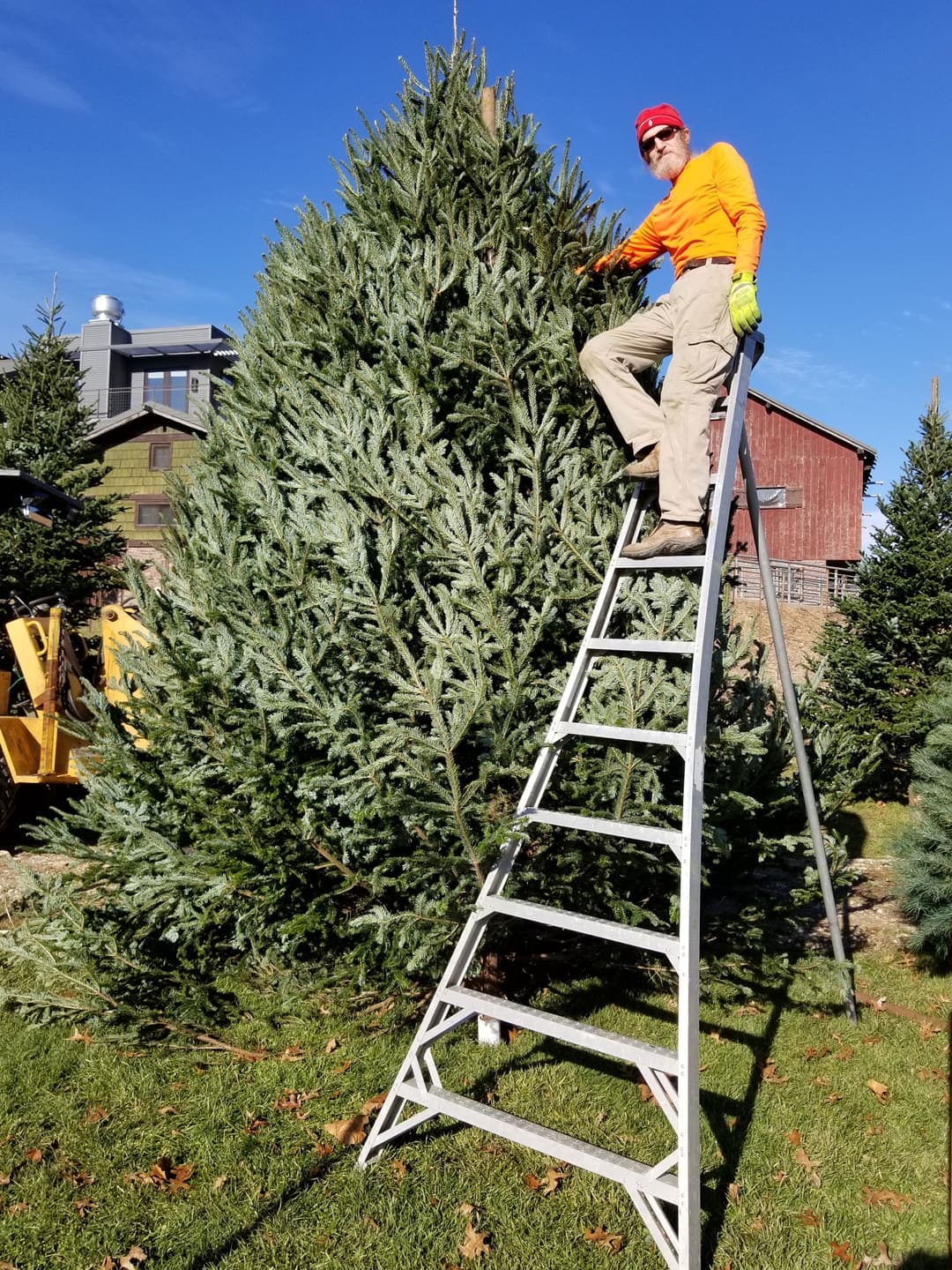 Watts Christmas Tree Farm
